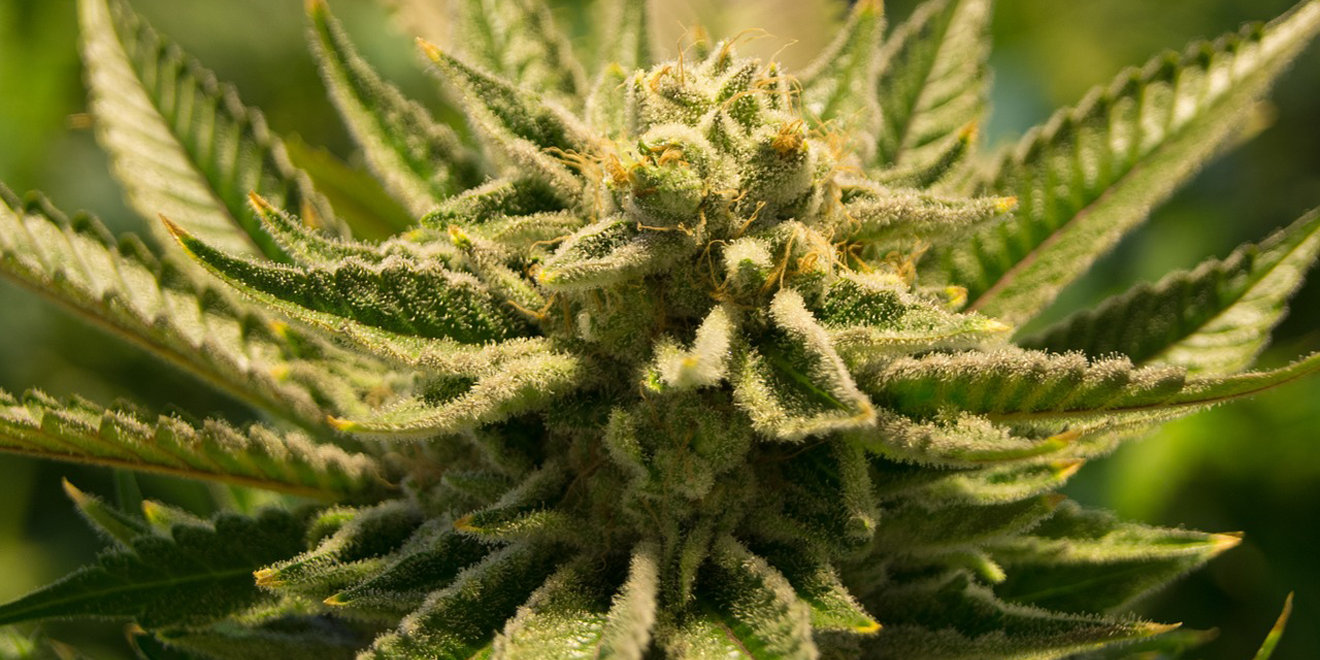 marijuana