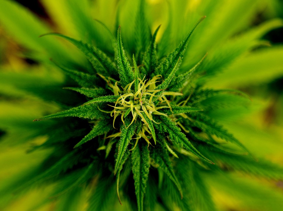 marijuana-101796_960_720
