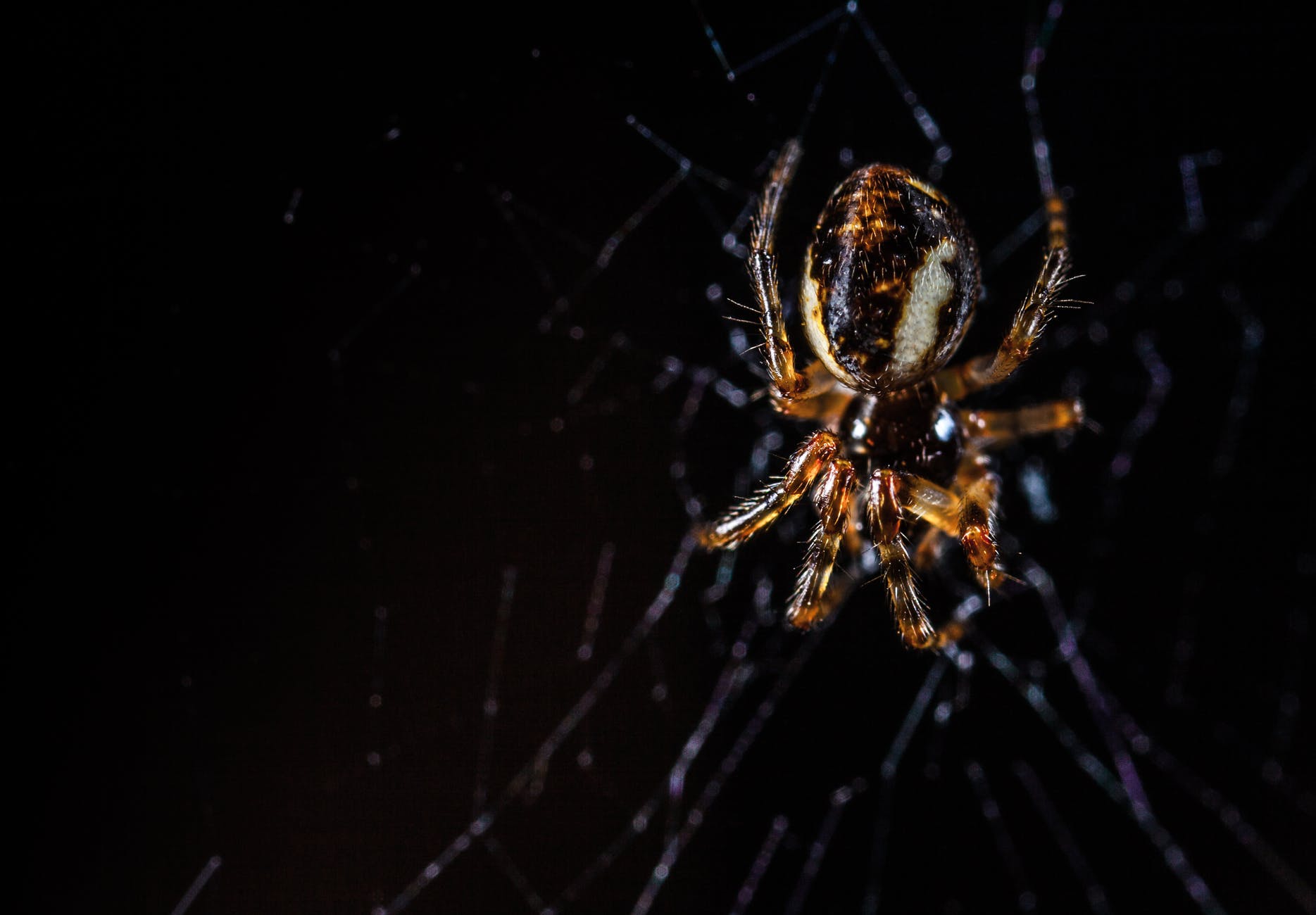 spider