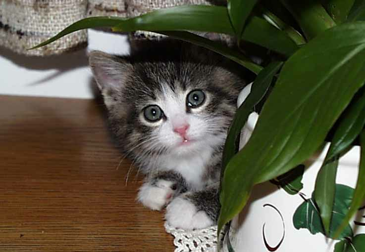 Young-cat
