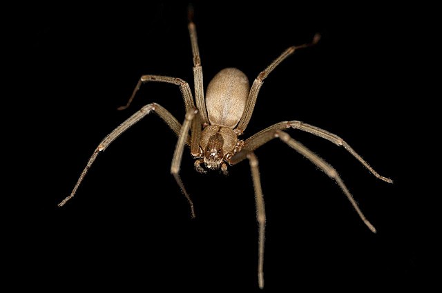 brown-recluse