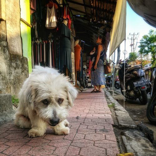 amruth-pillai-GBpbHBNQqt8-unsplash Stray dog