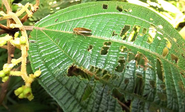 roach-on-leaf