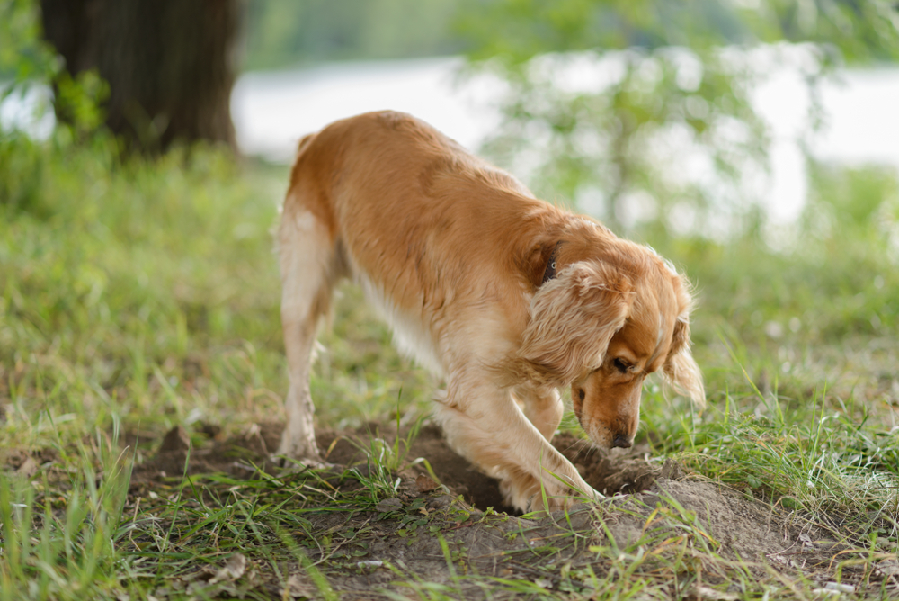 Digging dog