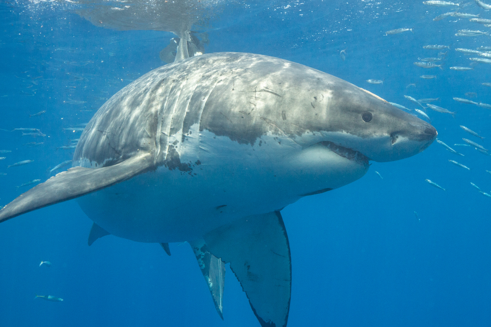 shutterstock_1435258853 Great White shark