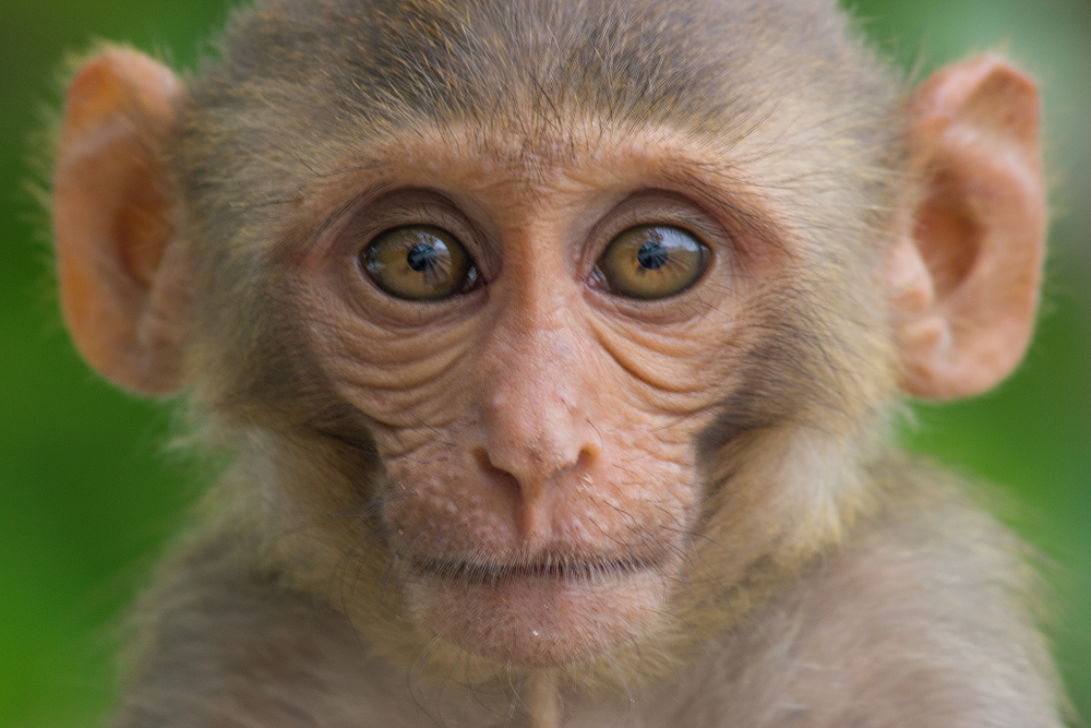 shutterstock_1025065300 Rhesus Monkey
