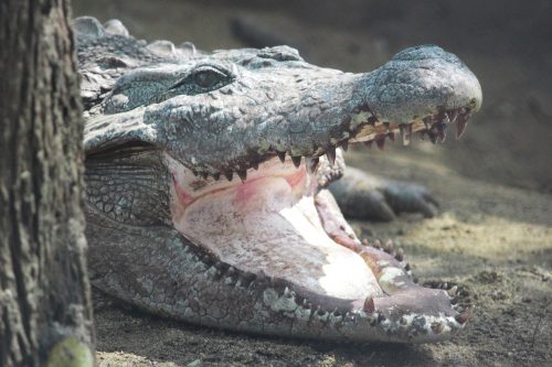 rajeevan-msn-cIU4jIZDOmI-unsplash Alligator