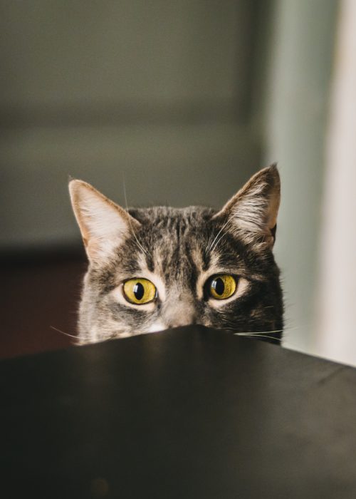 biel-morro-bsSIk3LV_NE-unsplash Cat