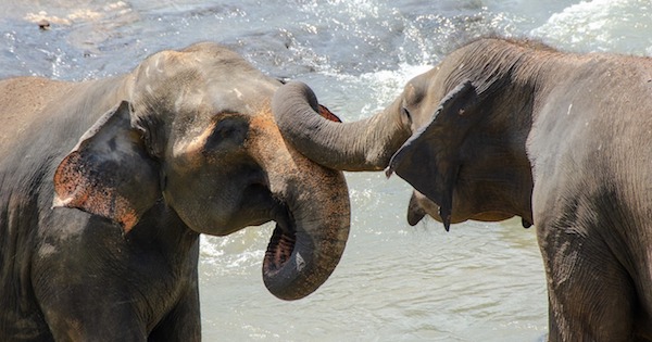 elephant-4045554_1280