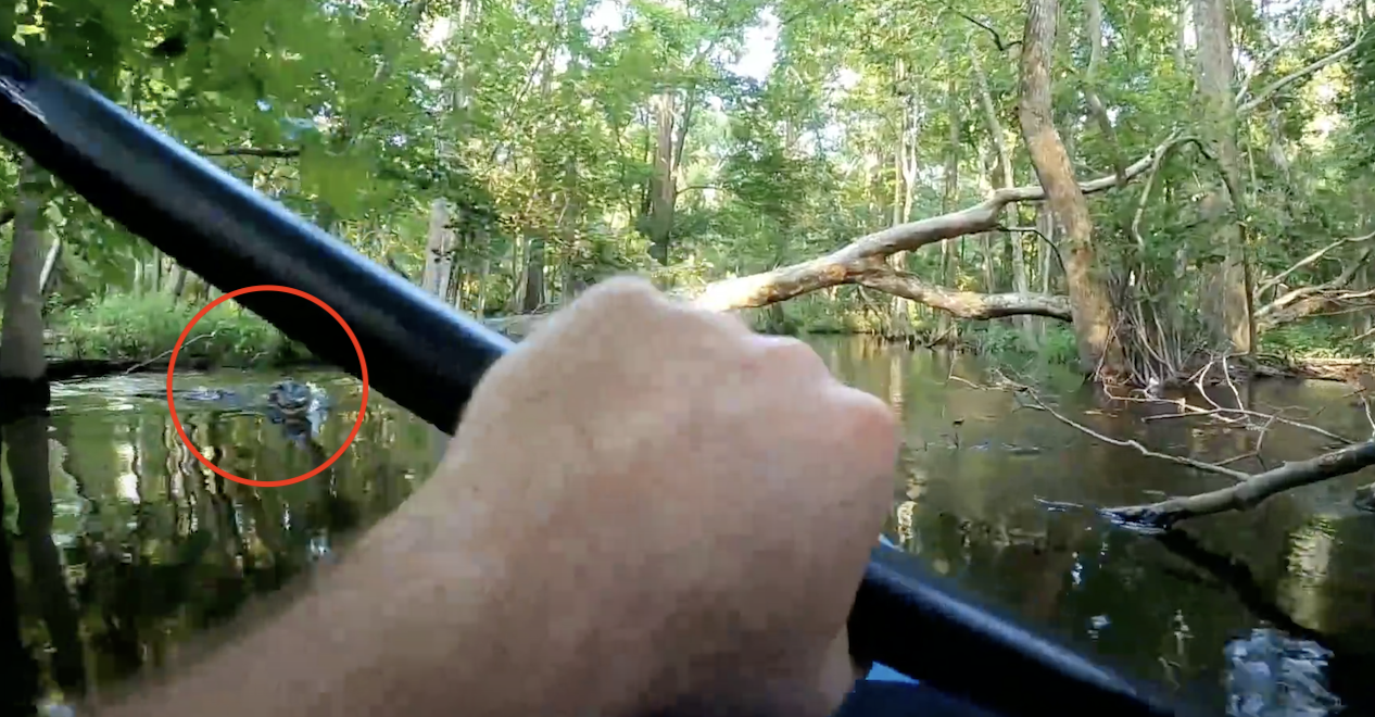 WATCH Alligator Rams and Flips Kayaker Into River 95.7 The Hog