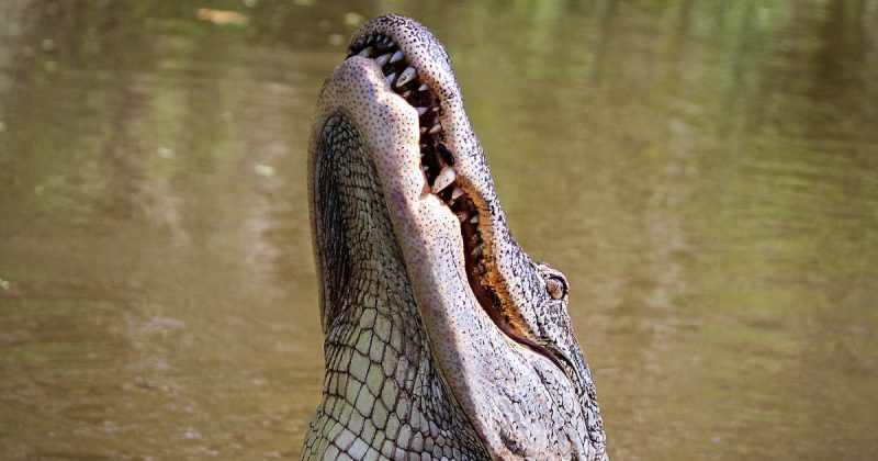 alligator-439887_1920